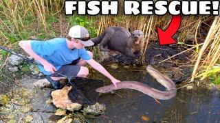 SAVING TRAPPED FISH from Imminent Death in Florida Everglades!! (RESCUE MISSION)