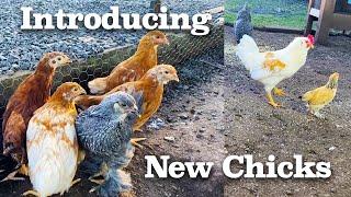 Newbies vs. OGs: Introducing New Chicks to Our Flock