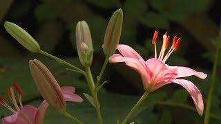 Great Gardening - Hordes of Hostas