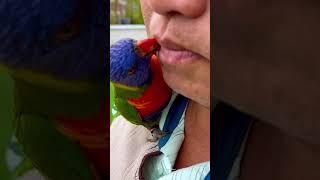 Rainbow lorikeet likes kissing 