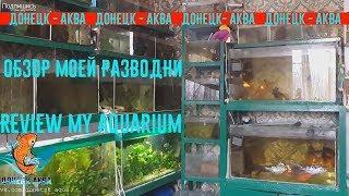 обзор моей разводни, как  развожу аквариумных рыбок, akvaariumi kalad, aquarium fishes, Amazing idea