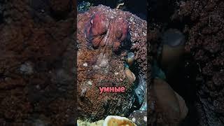 Ты не поверишь, что эти животные умеют.  Удивительные факты о животных.
