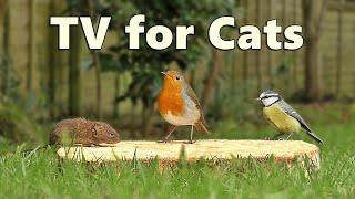 Cat TV Caturday   ~ Birds for Cats to Watch with A Cheeky Mouse Surprise