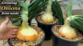 Growing Onions in Containers from Seed to Harvest