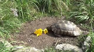 Schildkröten aktuell: Tschüß Marginatas