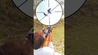 Myna Bird Hunt With PCP air rifle #airgun #hunting #shorts