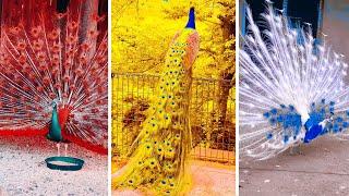 Peacock In The Wind, Beautiful, Colourful, Natural Peacocks Video #03