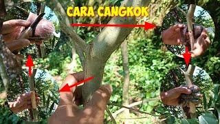 CARA CANGKOK BAHAN BONSAI TAUSI/KALIMANTAN