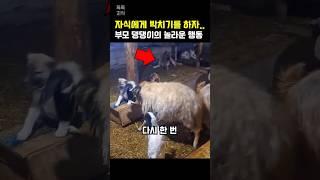 자식에게 박치기를 하자 어미 댕댕이의 놀라운 반응