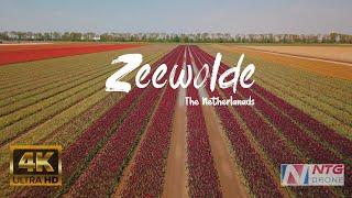 Zeewolde | Flevoland, Netherlands Drone Video in 4K