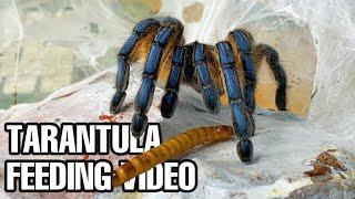 Tarantula Feeding/Watering Video! Fastest Takedowns!