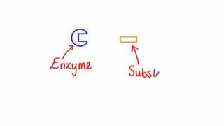 3.6.1 Define Enzyme and Active Site