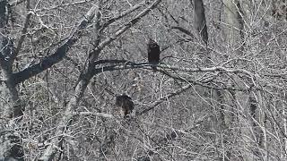 Turkey Vultures! March 6, 2025