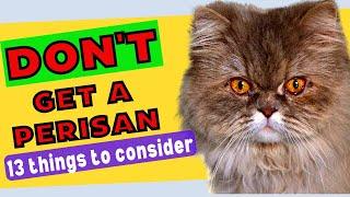 Don't Get a PERSIAN CAT Before Watching This Video / They Are Not For Everyone!