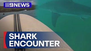 Surfer recounts 'scary' encounter with five-metre great white | 9 News Australia