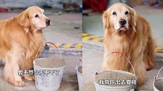 躲懶是人生常態，挨打是家常便飯#金毛路虎