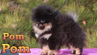 Cute and funny Pomeranian puppy. 012 #pomeranianpuppy #pomeranian #cutepomeranian