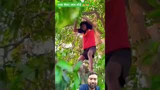 चला भैय्या आम तोड़े चला जाय  #comedy  #comedyfilms 