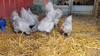 Lavender Ameraucana Chickens