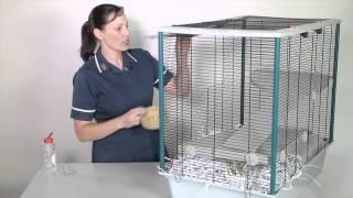 Accommodation: How to prepare a rat enclosure 3