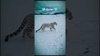 Surah al baqrah l by mohammed Afzal l #viral #quran #tilawat