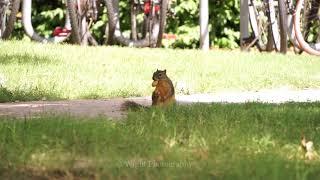 Squirrel on the University of Oklahoma Campus in Norman, Oklahoma