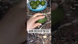 아보카도후숙방법 이렇게                               