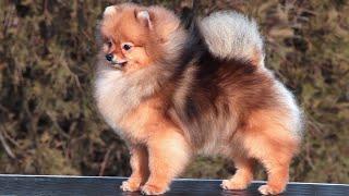 Cute Pomeranian Darikar Habibi. 016 #cutepomeranian #pomeranian #pomeraniandog