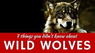 Wild Wolves: 7 Interesting Predatory Facts (Educational Presentation)