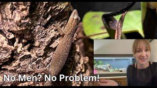 The PROS and CONS of Mourning Geckos As Pets