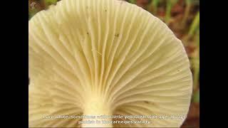 Hygrophorus eburneus. Champimaginatis. English Text.