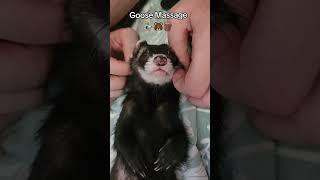 Goose Massage