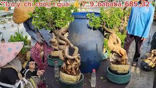 Bonsai Hoa Giấy Mỹ  450k  0933368532linhsamnuitraihuonguyetquehongocmaichieuthuykimquytunghoatrang