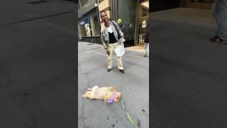 Protests have never been so cute #pomeranian #dog