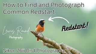 How to Photograph Common Redstart | An Amazing Encounter with fantastic results