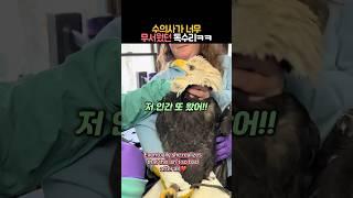 수의사가 너무 무서웠던 독수리 #동물 #독수리 #흰머리수리