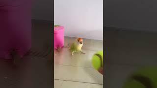 Smart Parrot So cute | Parrot So cool