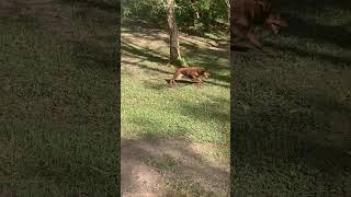 Never a bad day when you’re an Aussie Kelpie at the off lead park #karmala