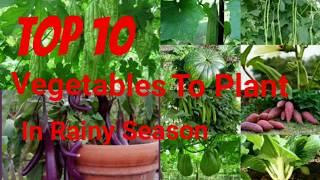 Top 10 Vegetables to grow in rainy / moonson season in the Philippines