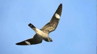 Have you heard the sound of the Common Nighthawk?