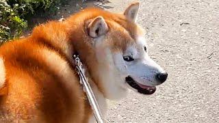 Shibe realized that he was about to arrive home from his walk.