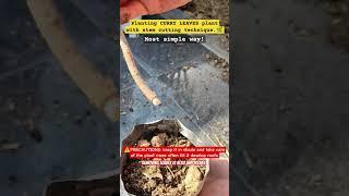 Planting Curry Leaves with a stem  ( STEM CUTTING TECHNIQUE ) #stem #garden #plants #shorts