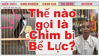 Thế nào là Chào mào bị Bể Lực/Lợi ích Chim tắm-phơi nắng trong lồng Lực