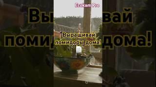 Выращивай помидоры дома! #подоконник #перцы #огородвквартире #EcokamPro