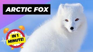 Arctic Fox  The Arctic's Cutest Predator | 1 Minute Animals