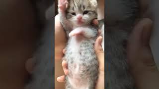 可爱小猫  #7 #小猫 #宠物 #猫短视频 #小猫们 #病毒视频