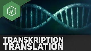 Transkription & Translation – Genetik Abi Special (veraltet)