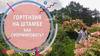 Гортензия на штамбе | Выращивание, формирование