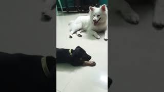 jilly with jettu #song #love #music