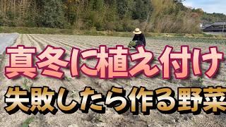 久々に植え付けしました、暑さで失敗しても野菜の選択肢があると対応できます